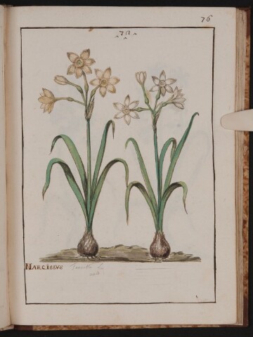 Anteprima dell'oggetto