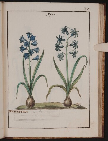 Anteprima dell'oggetto