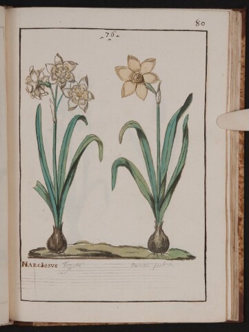 Anteprima dell'oggetto