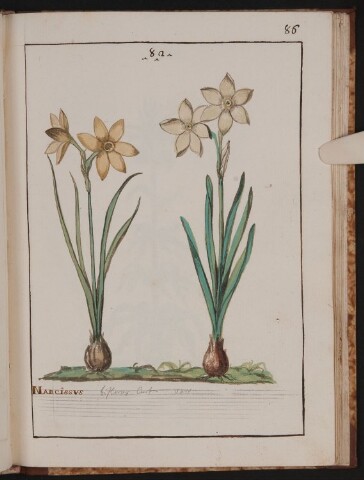 Anteprima dell'oggetto