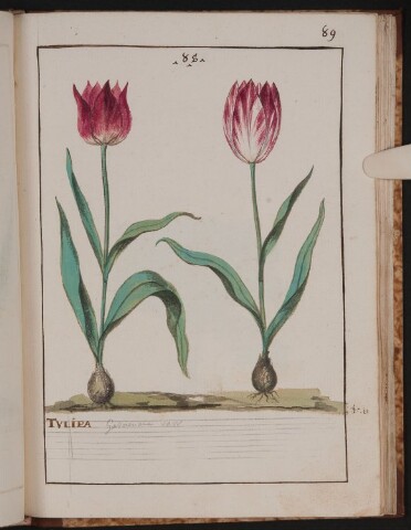 Anteprima dell'oggetto