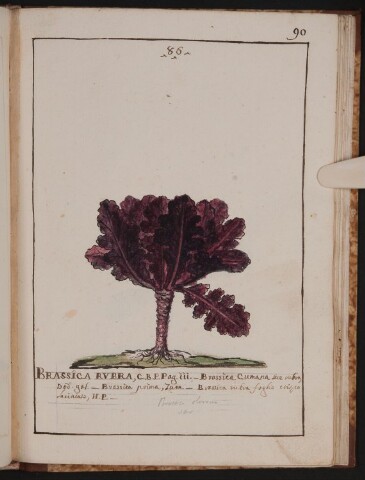 Anteprima dell'oggetto