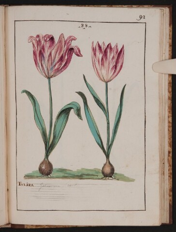 Anteprima dell'oggetto