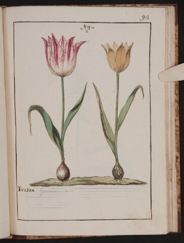 Anteprima dell'oggetto