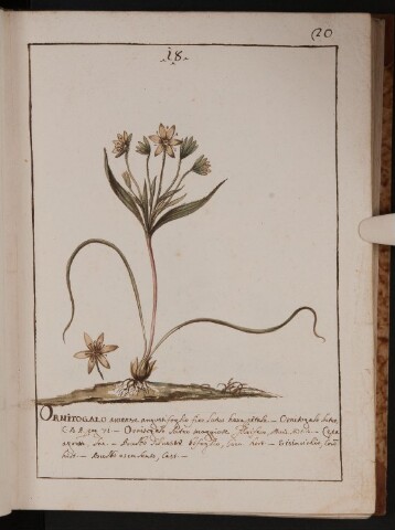 Anteprima dell'oggetto