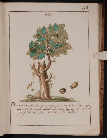 Anteprima dell'oggetto