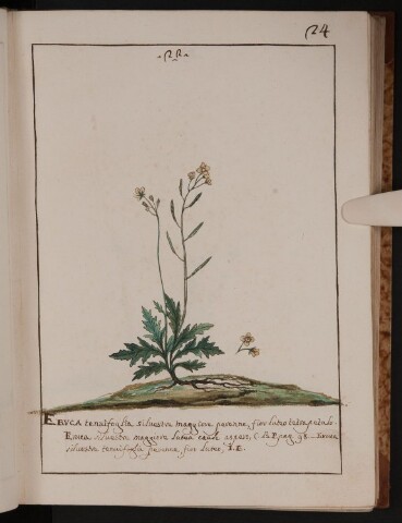 Anteprima dell'oggetto