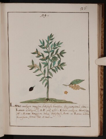 Anteprima dell'oggetto