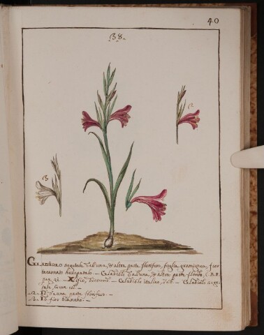 Anteprima dell'oggetto