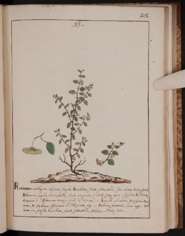 Anteprima dell'oggetto