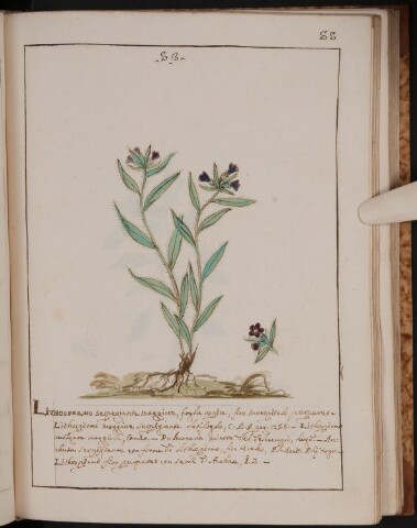 Anteprima dell'oggetto