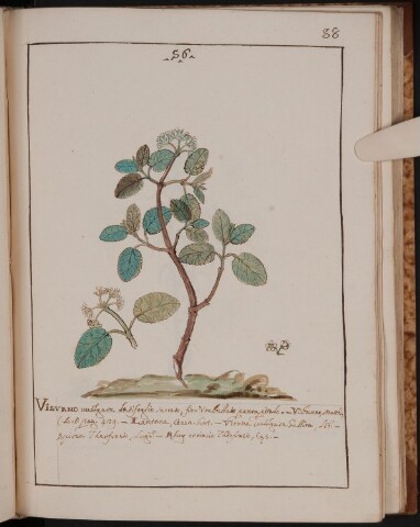 Anteprima dell'oggetto