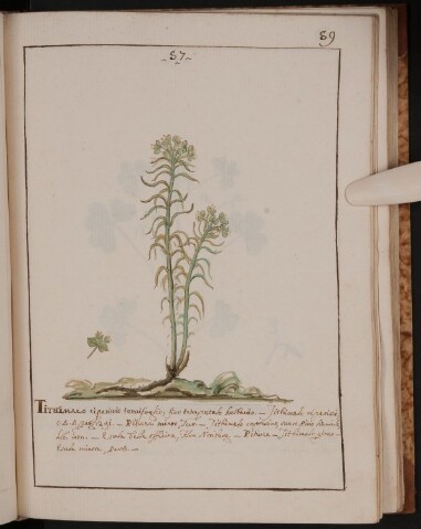 Anteprima dell'oggetto