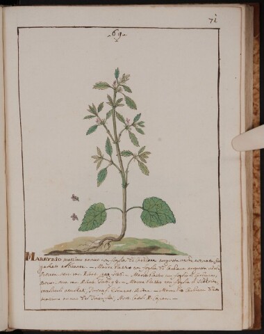 Anteprima dell'oggetto