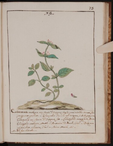 Anteprima dell'oggetto