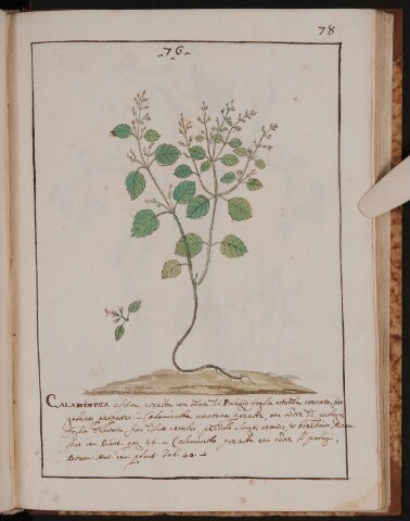 Anteprima dell'oggetto