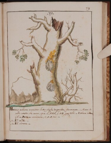 Anteprima dell'oggetto