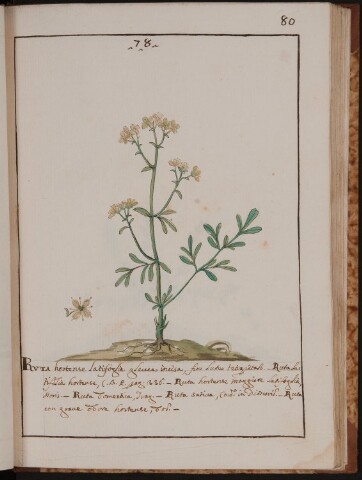 Anteprima dell'oggetto