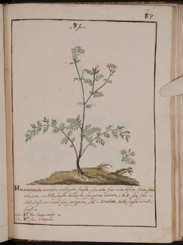 Anteprima dell'oggetto