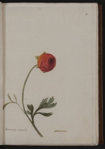 Anteprima dell'oggetto