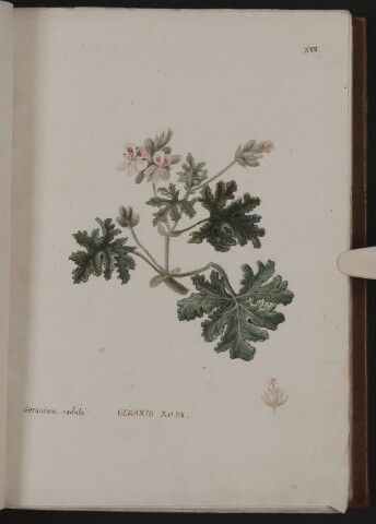 Anteprima dell'oggetto