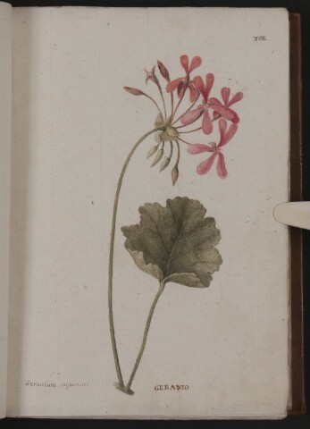 Anteprima dell'oggetto