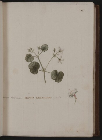 Anteprima dell'oggetto