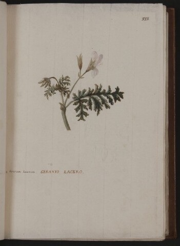 Anteprima dell'oggetto