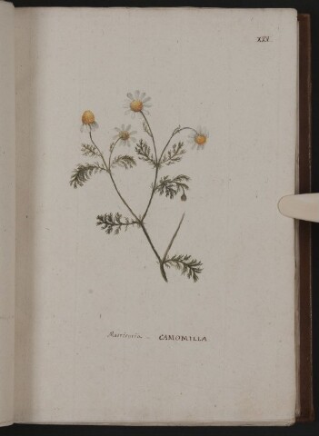 Anteprima dell'oggetto