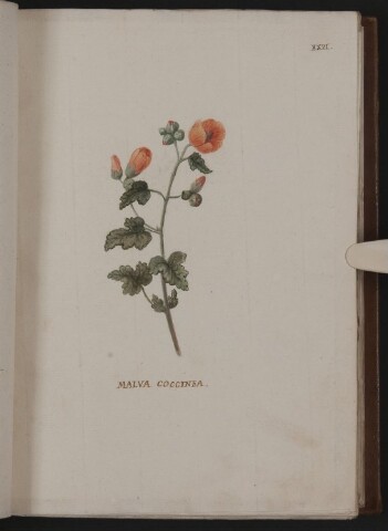 Anteprima dell'oggetto