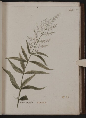 Anteprima dell'oggetto