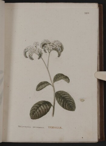 Anteprima dell'oggetto