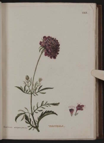 Anteprima dell'oggetto