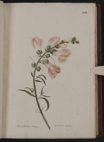 Anteprima dell'oggetto