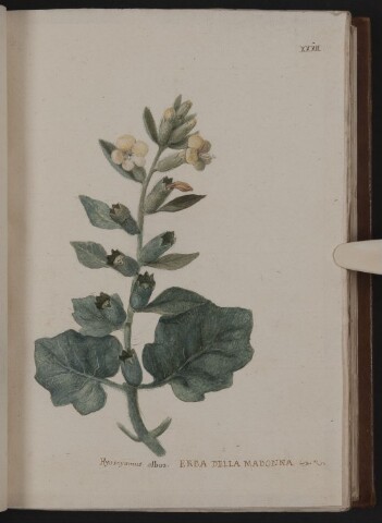 Anteprima dell'oggetto