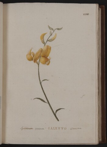 Anteprima dell'oggetto