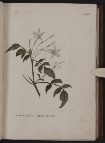 Anteprima dell'oggetto