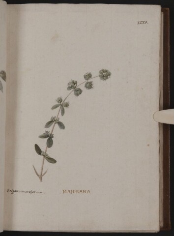 Anteprima dell'oggetto