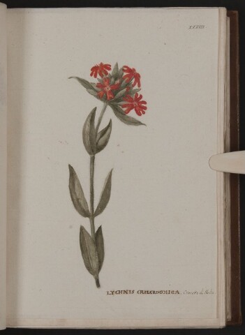 Anteprima dell'oggetto