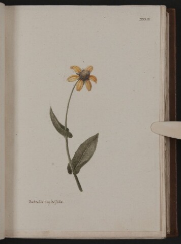 Anteprima dell'oggetto