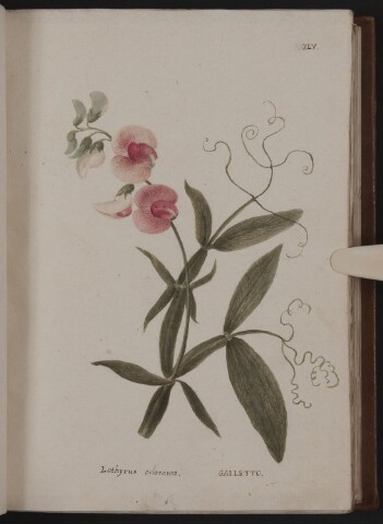 Anteprima dell'oggetto