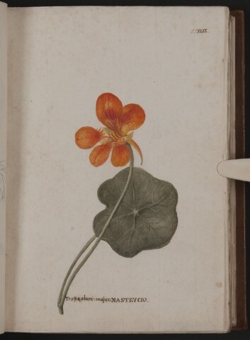 Anteprima dell'oggetto