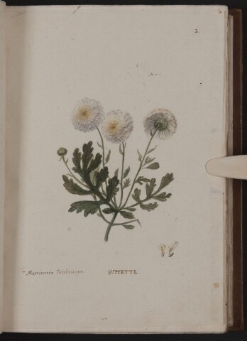 Anteprima dell'oggetto