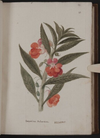 Anteprima dell'oggetto