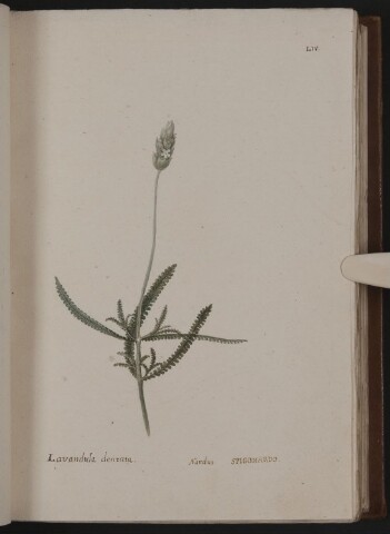 Anteprima dell'oggetto