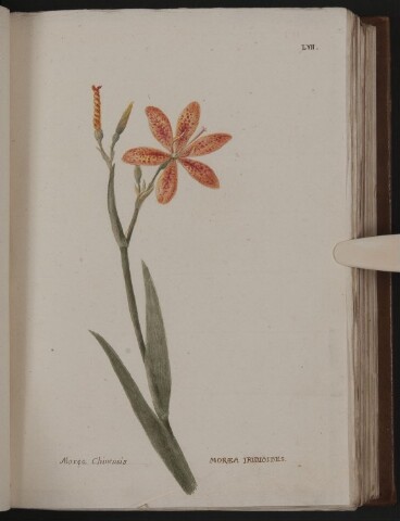 Anteprima dell'oggetto