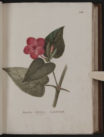 Anteprima dell'oggetto