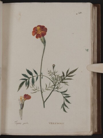 Anteprima dell'oggetto