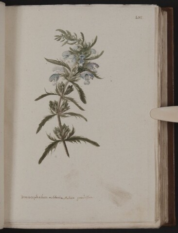 Anteprima dell'oggetto