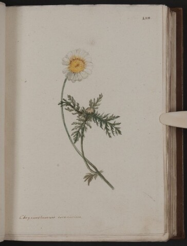 Anteprima dell'oggetto